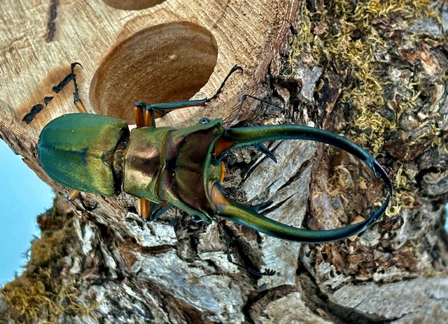 キクロマトス最大種! エラフスホソアカ大型♂92㎜upペア 美麗種