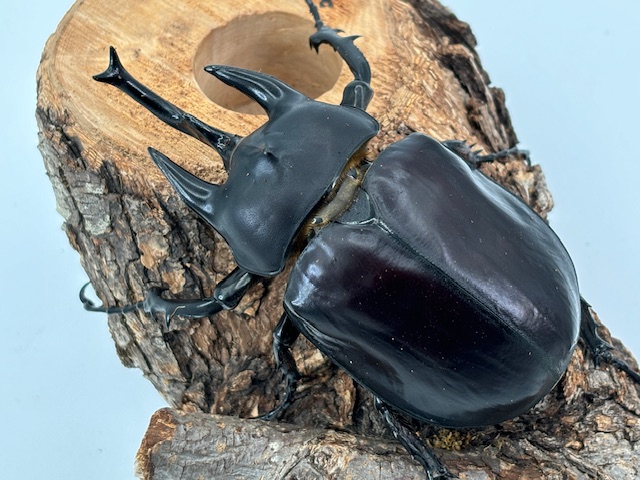 最重量BIG!レックス /ゾウカブト(アクティオン) 成虫 ♂100～120mmUP