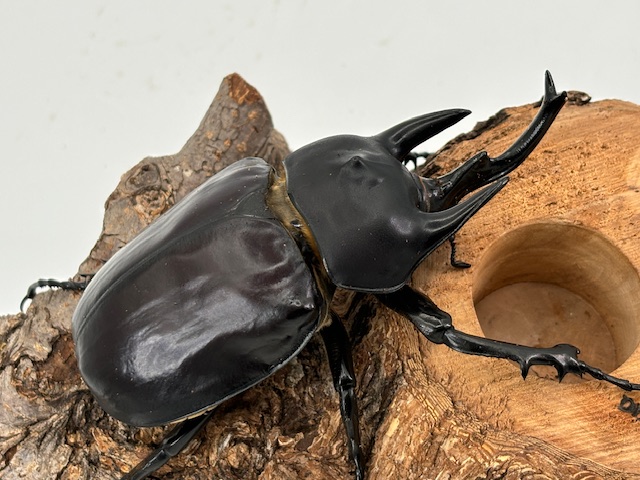 標本】レックスゾウカブト ペルー産 115.1ミリ 野外品 標本】レックス