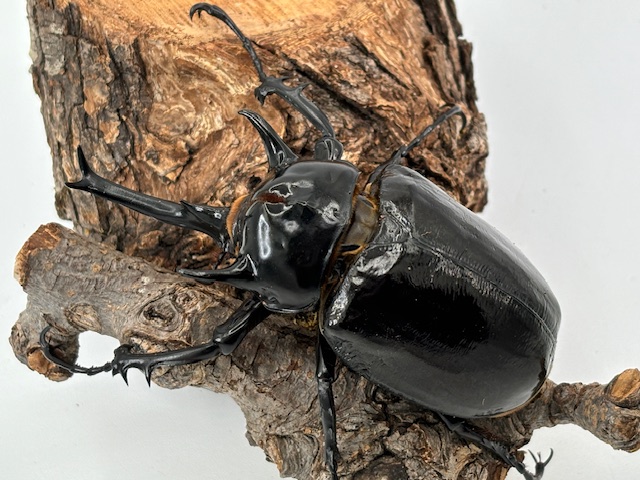 メガソマ最大種!マルス /ゾウカブト幼虫 3頭セット/ペルー | D.D.A ism