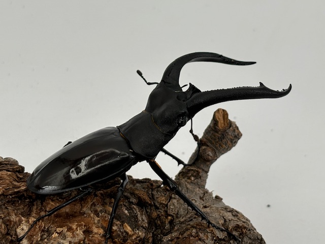 特大リノケロスフタマタクワガタ100アップペア 特大リノケロスフタマタ