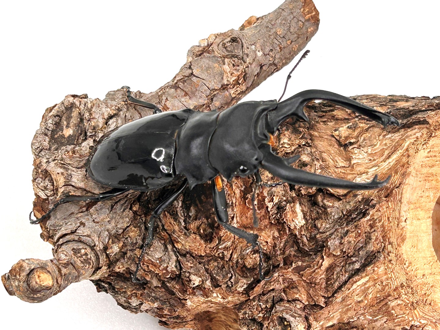 スチーブンスツヤクワガタ 標本 スチーブンスツヤクワガタ 昆虫