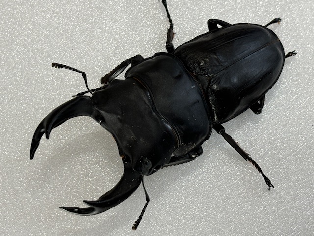 特大血統~ 能勢産オオクワガタ(能勢YG)♂75~86㎜upペア/♀単 2025年