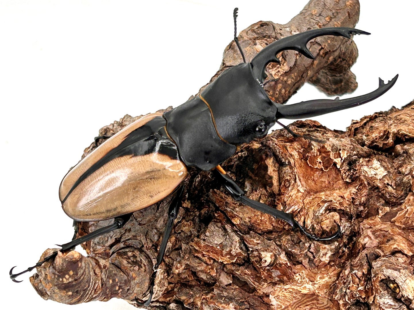 美麗/ツヤクワガタ最大級!ブルマイスターツヤクワガタ 成虫♂60~95mmUP