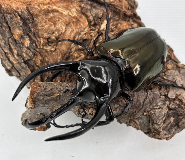 カブトムシの標本 黒 マレーシア 標本コーカサスオオカブト 捕