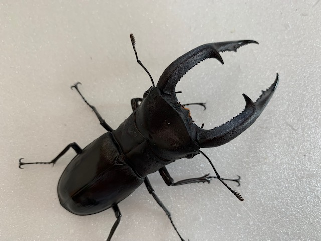 超大型 マンディブラリスフタマタクワガタ 標本 オス メス 超人気種
