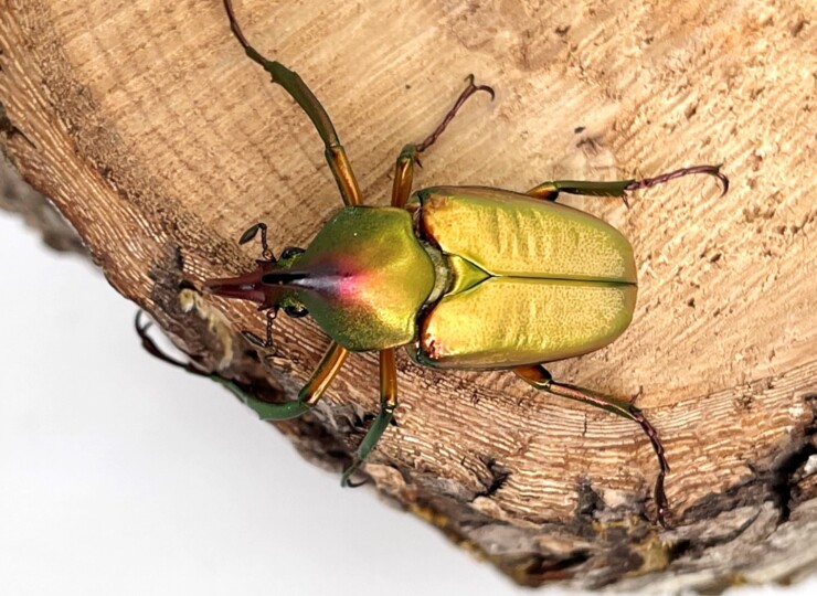 【標本】ロドリゲスカブトハナムグリ　♂20頭セット 標本ロドリゲスカブトハナムグリ 20頭セット <0824z昆虫標本> Yahoo