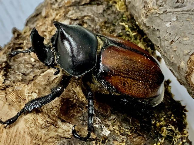 レア種!フンボルトヒナカブト(form nero) ♂MLペア 美麗/可愛い/ペルー