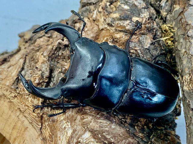 復刻版 BULLMARK アリブンタ レアカラー 現状現品渡し 美品 復刻版