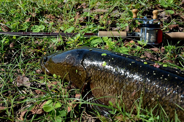 ラッティーツイスター ライムカントリーシリーズ 商品詳細｜でんでん