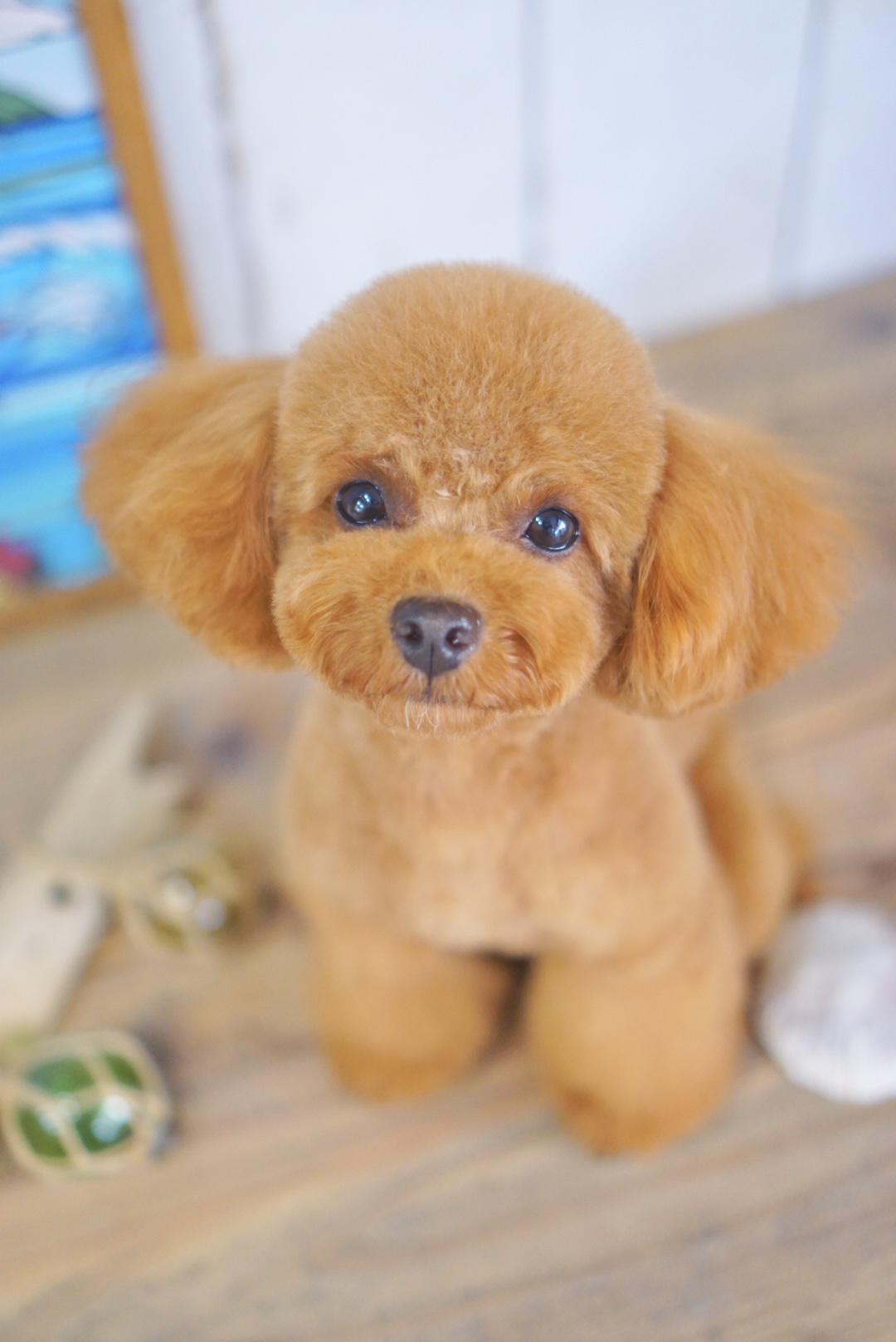 トイプードルのおすすめ人気カットスタイル3選☆テディベア・アフロ