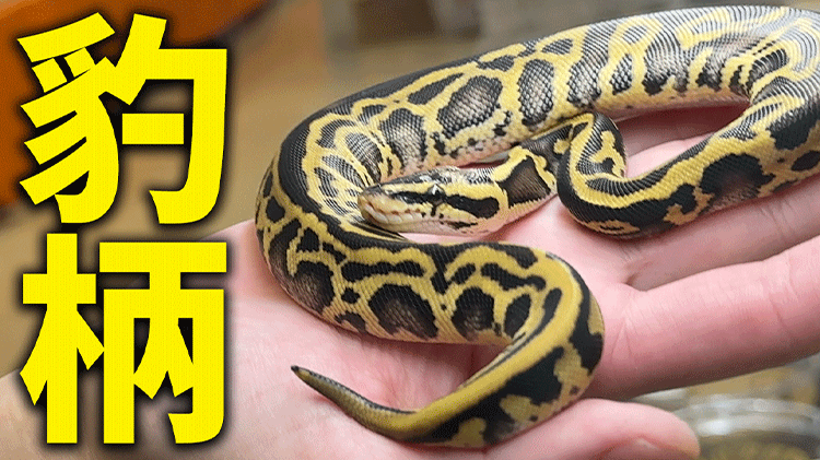 爬虫類イベント】豹柄のボールパイソンがカッコ良すぎる！ | ボール