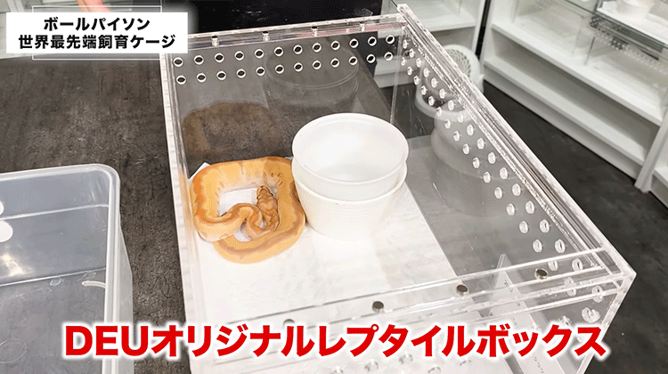 レプタイルボックス 爬虫類 ボールパイソン レプタイルボックス 爬虫類