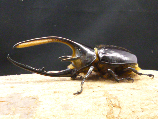 140mm ネプチューンオオカブト♂