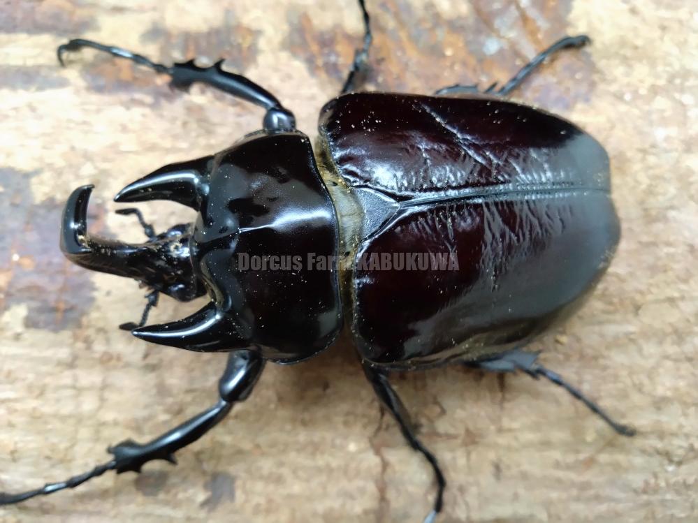 ヤヌスゾウカブト ゾウカブト ヤヌス・ヤヌス 標本 セット くわかぶ