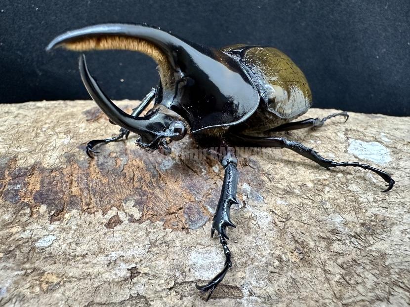 ☆天然からのF1☆即使用可能☆モロンシロカブト | Dorcusfarm