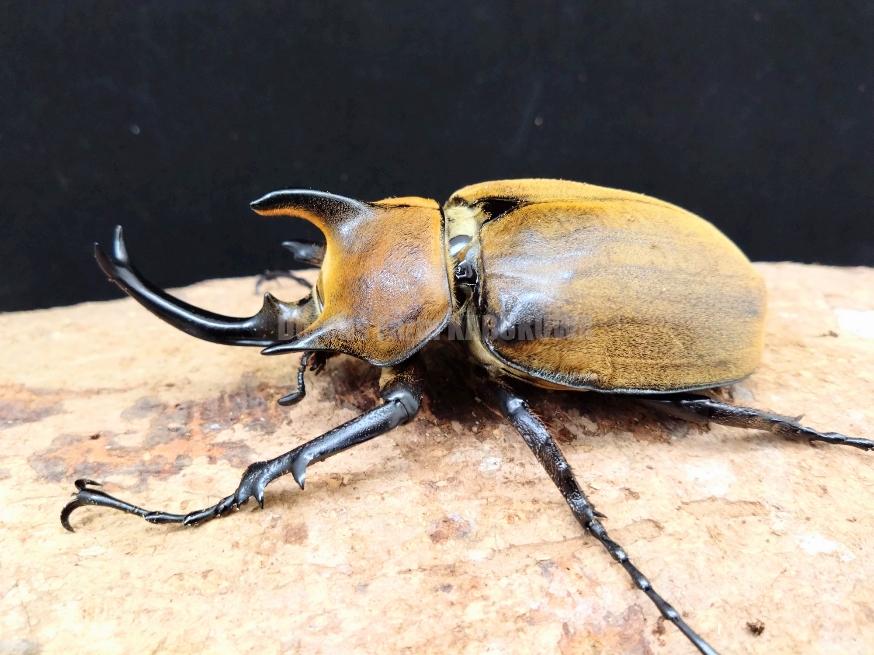 ペルー産 マルスゾウカブト 108mm ペルー産 マルスゾウカブト 108mm