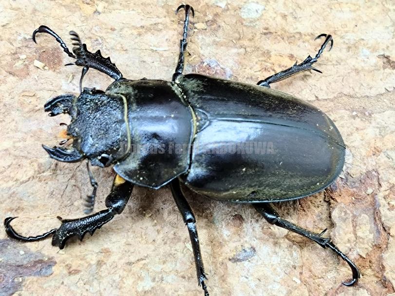 チベットタイマイ（1オス、中国/四川省） png