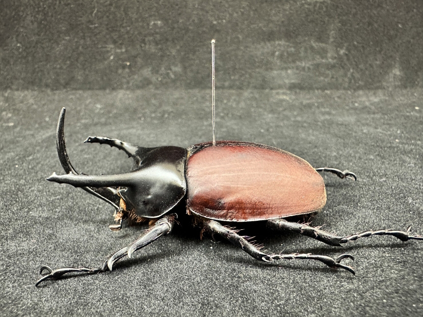 ヤンソニーテナガコガネ 標本 ♂70.8 jansoni 今日の昆虫170