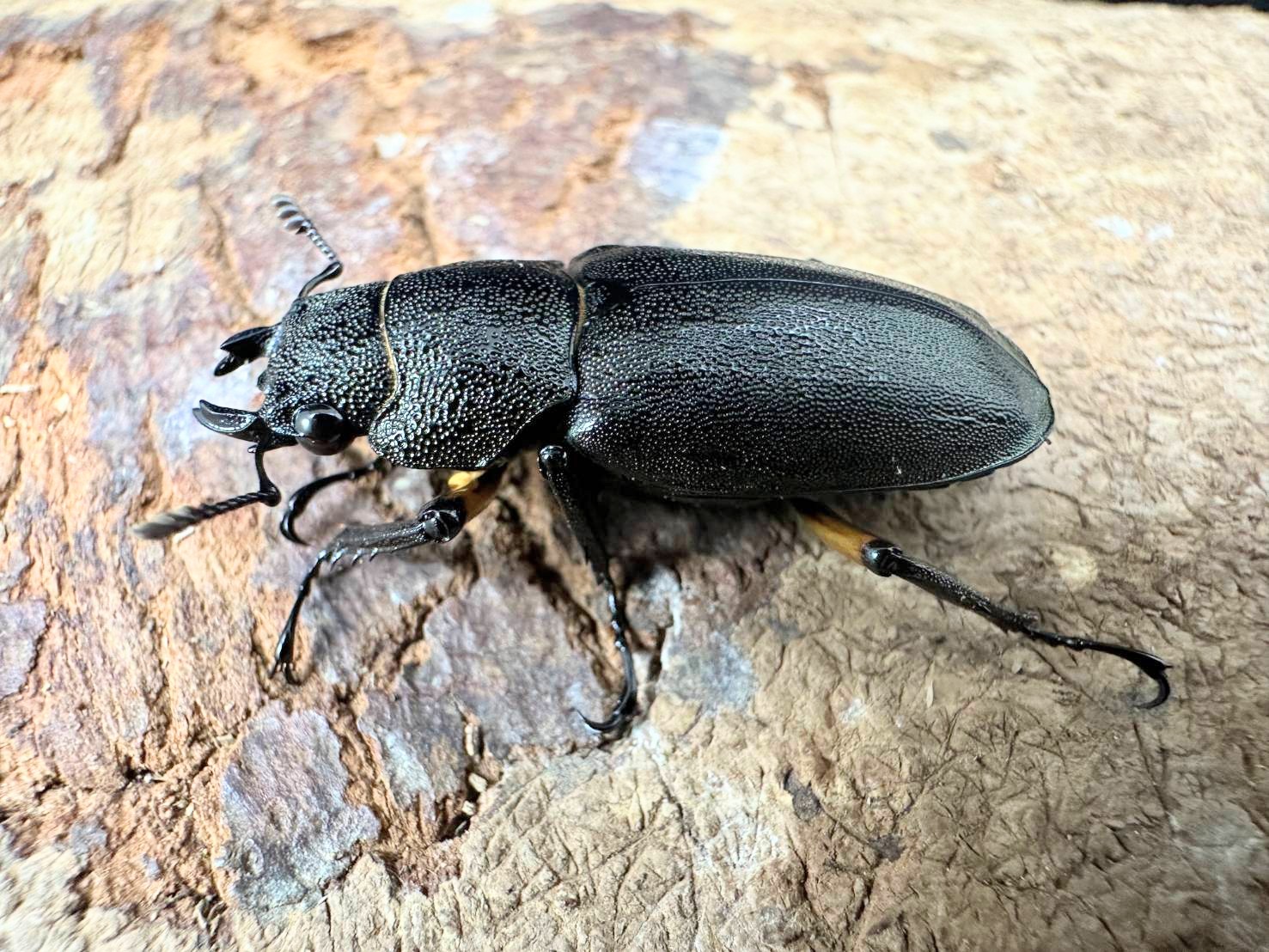 大型 エラフスホソアカクワガタ♂野外標本 昆虫標本 大型エラフス