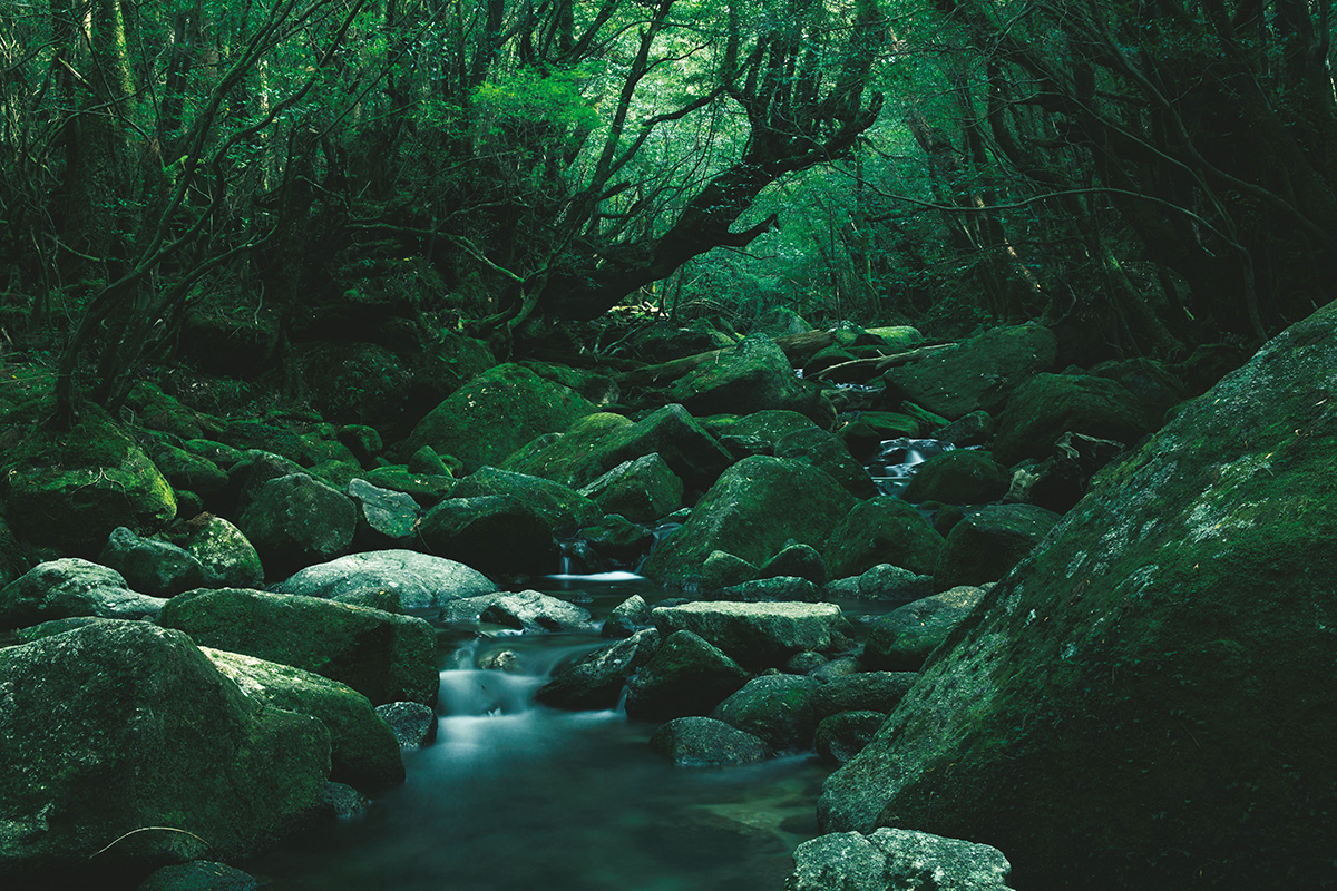 屋久島の森を五感で感じ、心身ともに癒される旅写真家 上田優紀