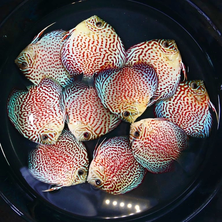 Yellow Leopard fam 』by Zuberi 60*60cm Yellow Leopard fam 』by