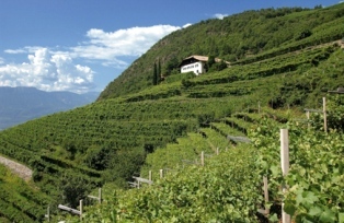 ピノ・ネロ リゼルヴァ バックマン｜ワインとその他の酒類｜モトックス