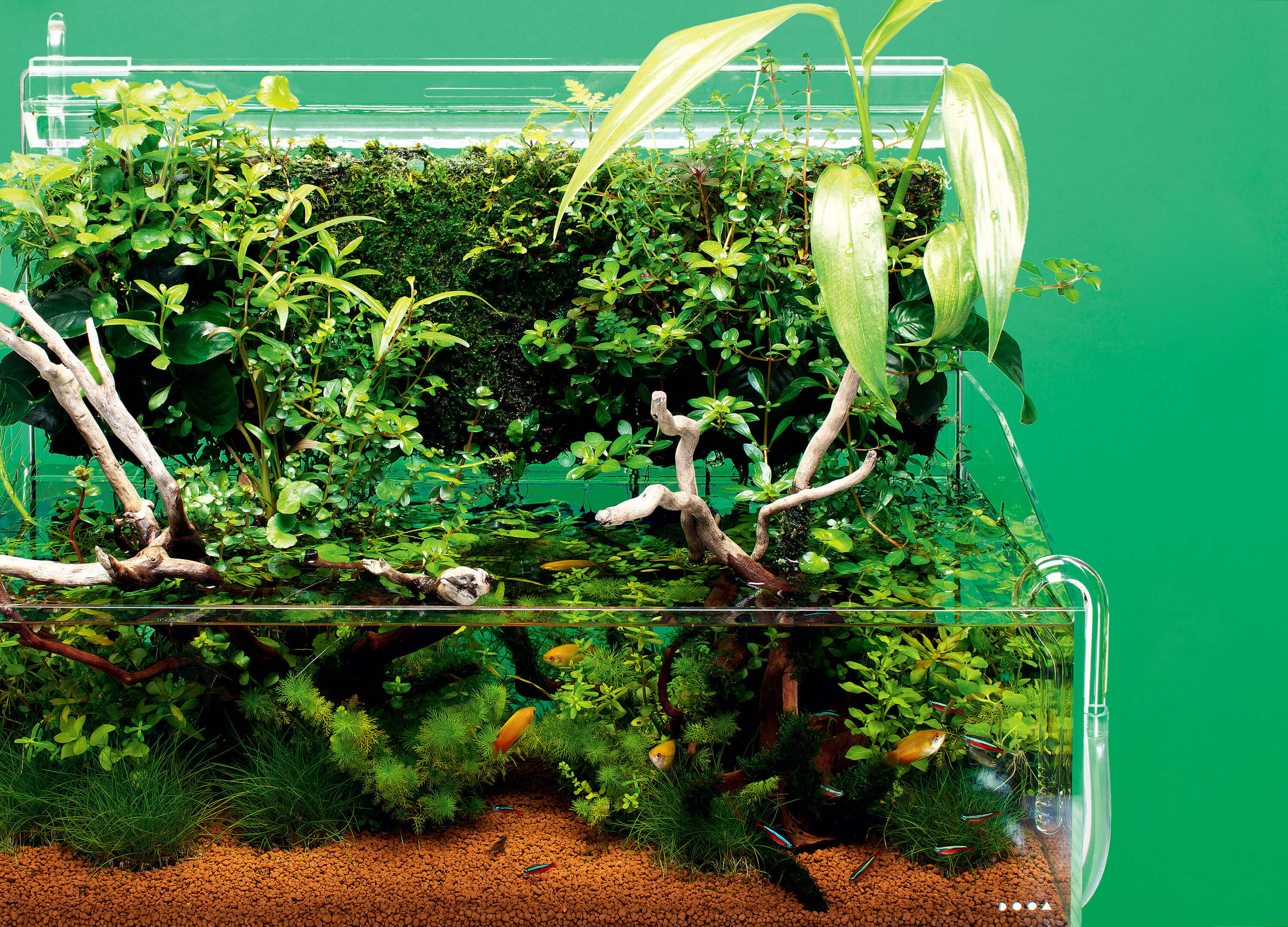 DOOA 侘び草ウォール60 No.360 DOOA 水草ミストウォール 60