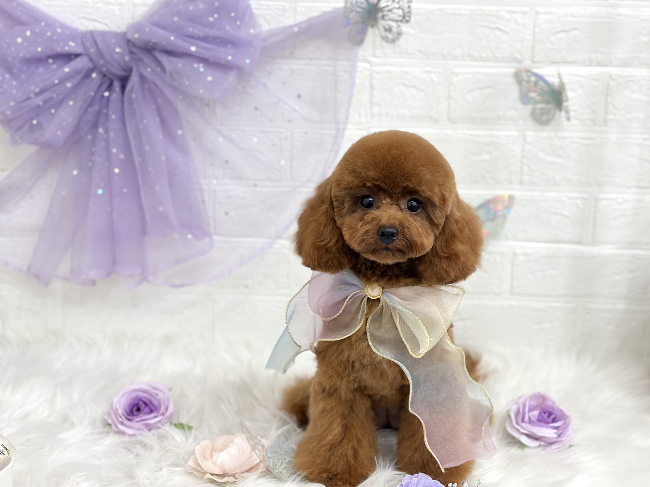 コラム - ドッグシェリー | ドッグシェリー/cherie/名古屋・春日井