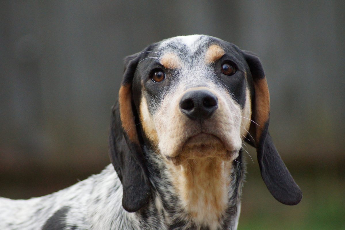 Bluetick Coonhound Dog Breed Information & Characteristics