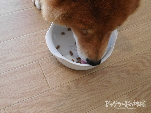 全328商品】おすすめドッグフードを徹底比較！安全安心な犬の餌は？