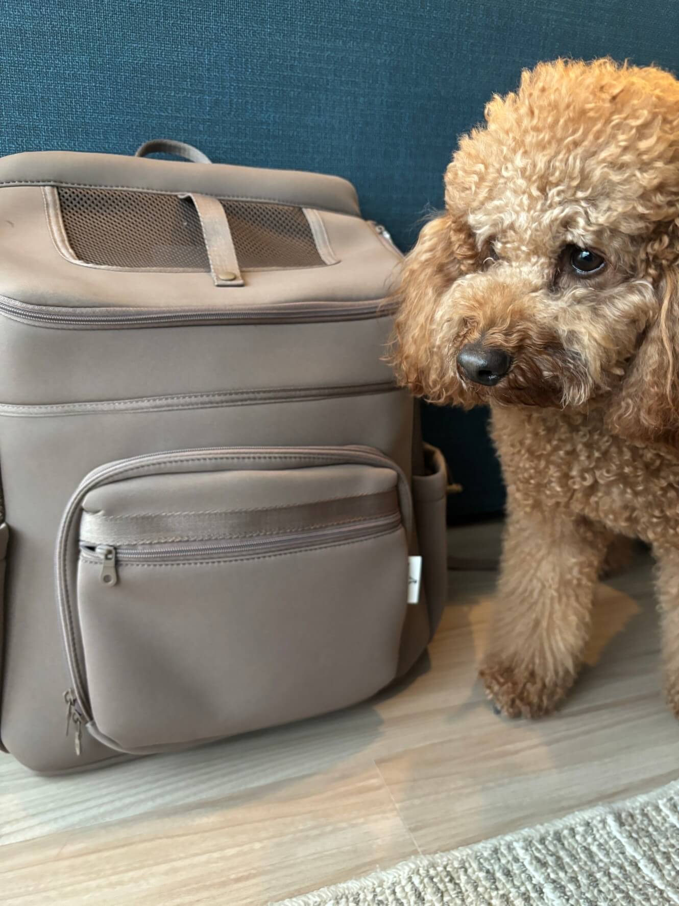 犬用 ネオプレーンバックパックキャリー CITYDOG(シティドッグ