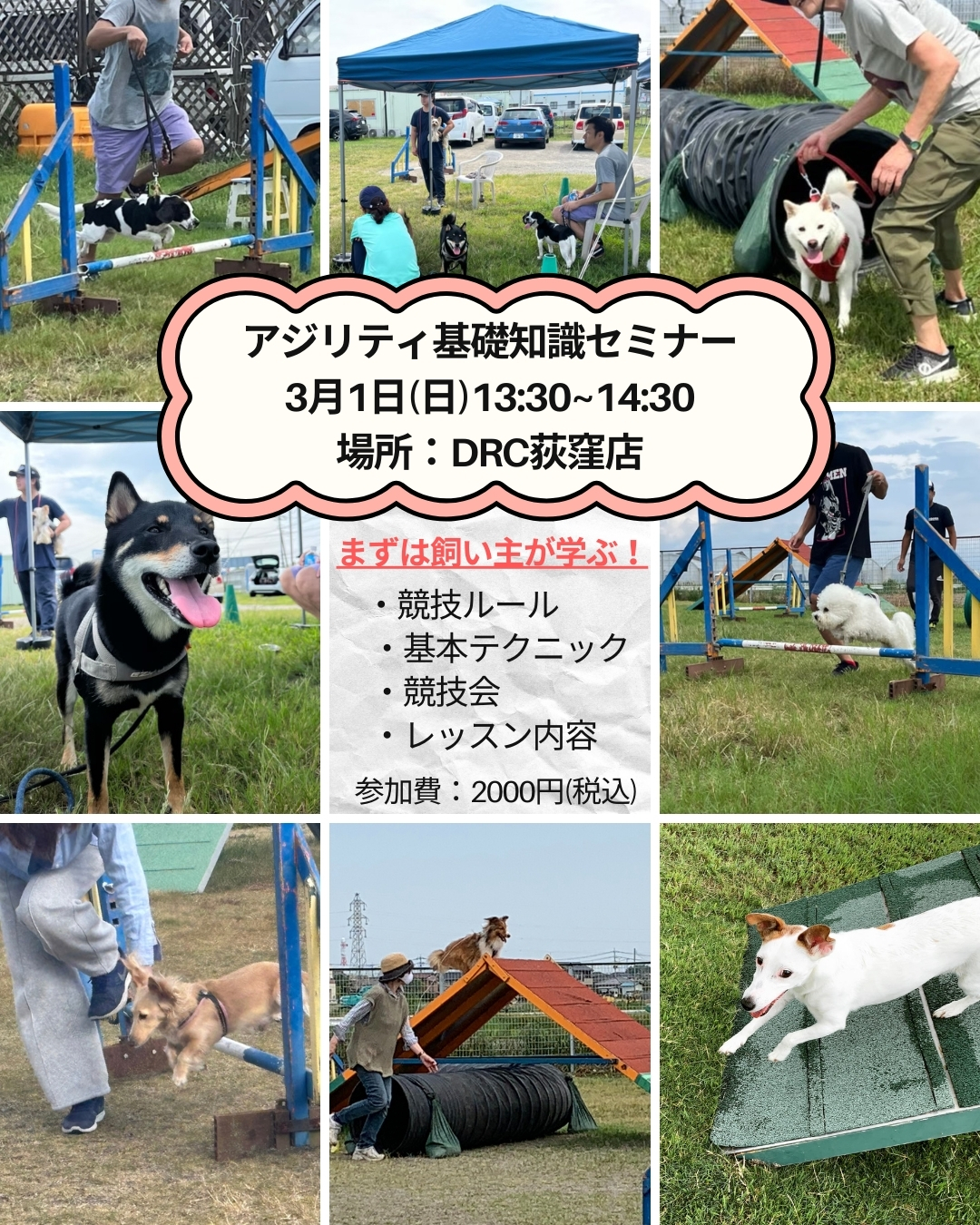 アジリティ基礎知識セミナー開催 ‣ Dog Research Company