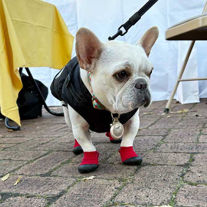犬の靴屋さんDogSoxx® | 脱げない快適さ、あなたのワンちゃんに