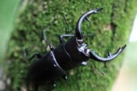 標本 奄美ミヤマ3♂ 【公式通販】