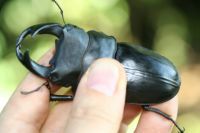 超大型血統オオクワガタ ｜ドルクスダンケ