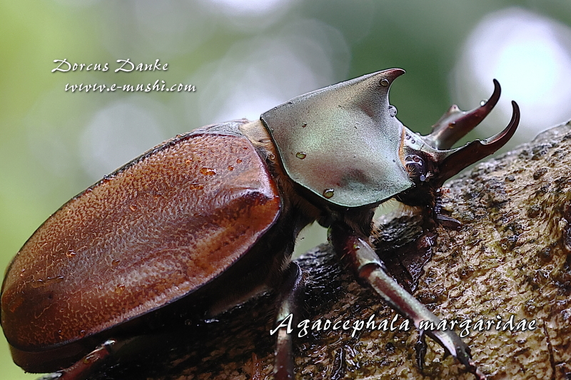 マルガリータヒナカブト｜ドルクスダンケ