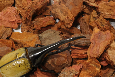 昆虫ケース｜ドルクスダンケ