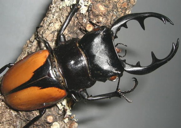 ブルマイスターツヤクワガタ｜ドルクスダンケ