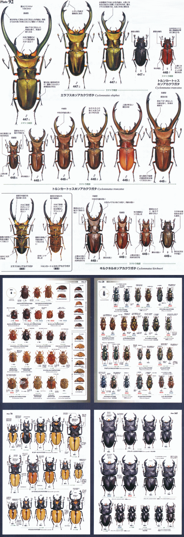 最終】世界のクワガタ虫大図鑑 最終！！むし社 ビークワ クワガタ BE