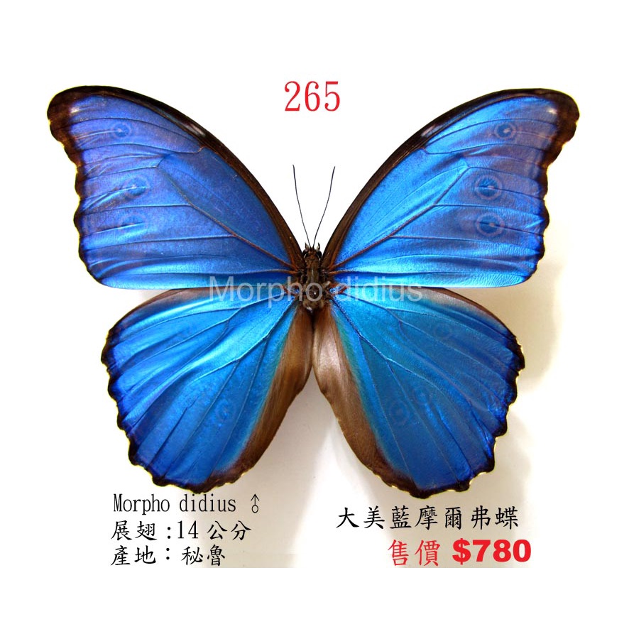 蝶 標本 Morpho didius THE GREAT BLUE モルフォ蝶 蟲新發現╭○-○╮