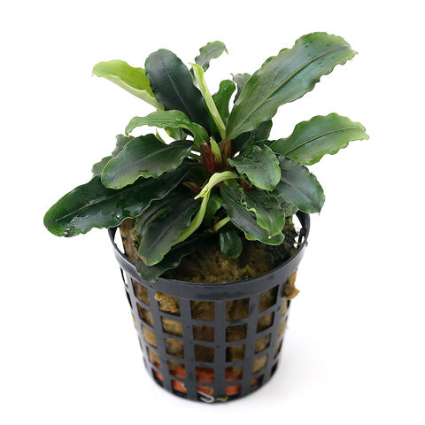 dショッピング |（水草）ブセファランドラsp．ティアグリーン