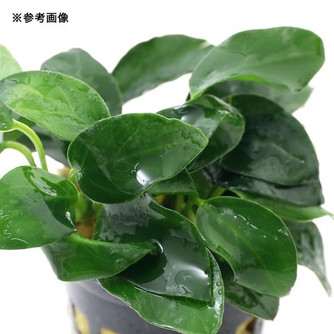 dショッピング |（水草）アヌビアスナナ プチ（水上葉）（5ポット分