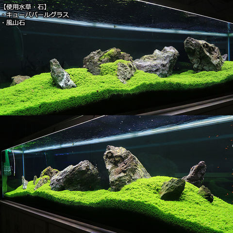 ADA 万天石 特大 親石 石組レイアウト 水草 水槽 アクアリウム 龍王石