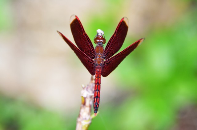 昆虫標本 アカスジベッコウトンボ 昆虫標本 アカスジベッコウトンボ