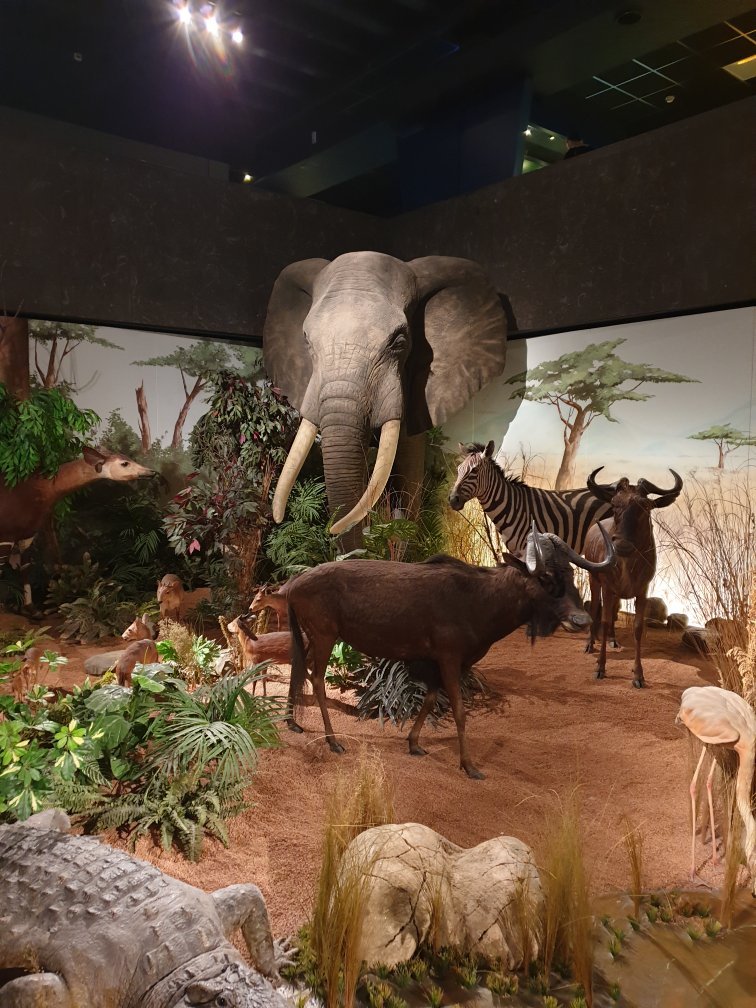 2026年 自然史博物館 - 出発前に知っておくべきことすべて