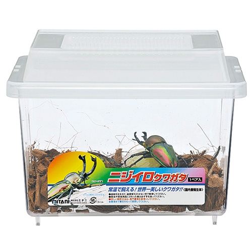 ニジイロクワガタセット(1ペア) - 株式会社ミタニ