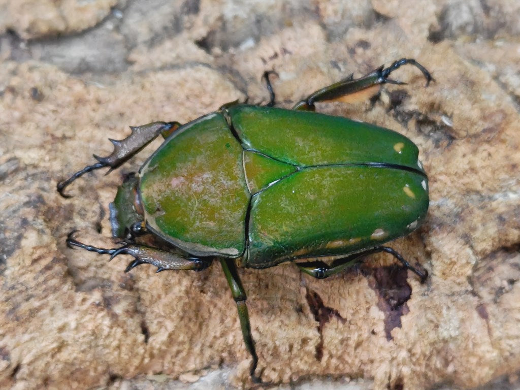 M.トルクアータ・インマキュリコリス カメルーン Nyassoso South west