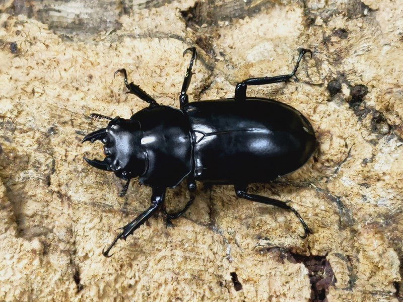 ウエストウッディオオシカクワガタ(亜種カズミアエ) ミャンマー カチン