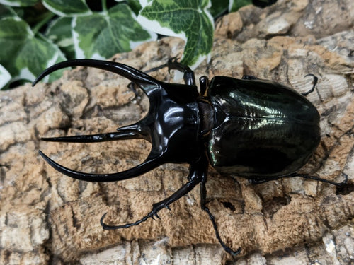 2205298401-01_250x250@2x.jpg?v